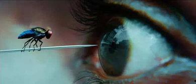 苍蝇被害的视频爆料电话,揭秘神秘爆料电话背后的真相